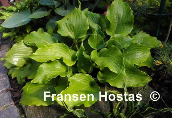 Hosta Cranberry Wine